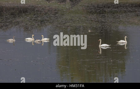 Gruppo familiare di Bewick's Swan, Cygnus columbianus, sulla migrazione presso il lago di Kerkini, Grecia, Foto Stock