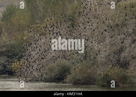 Sono ' appollaiati i cormorani, comune principalmente i cormorani, in riverside alberi sotto il lago di Kerkini, Grecia. Foto Stock