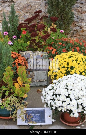Fleurs sur une tombe. Foto Stock