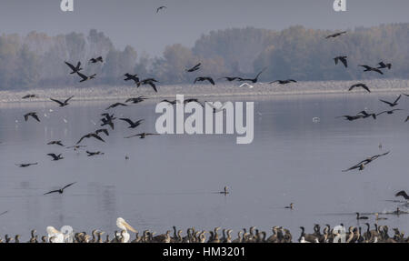 Grande pellicani bianchi, cormorani in comune e a testa nera i gabbiani sono ' appollaiati e alimentazione, il lago di Kerkini, Grecia. Foto Stock