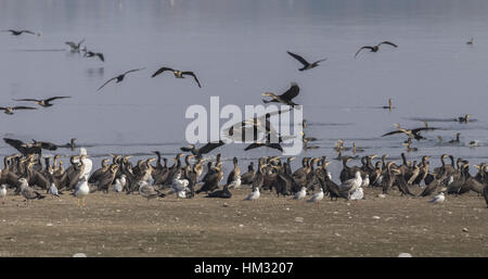 Il cormorano comune e a testa nera i gabbiani sono ' appollaiati e alimentazione, il lago di Kerkini, Grecia. Foto Stock
