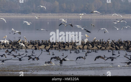 Grande pellicani bianchi, cormorani in comune e a testa nera gabbiano sono ' appollaiati e alimentazione, il lago di Kerkini, Grecia. Foto Stock