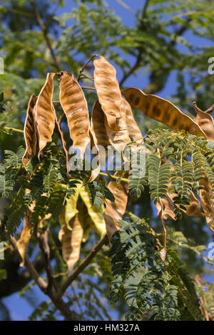 Colore di autunno in italiano sulle colline. Albizia julibrissin frutti (persiano di seta albero) Foto Stock