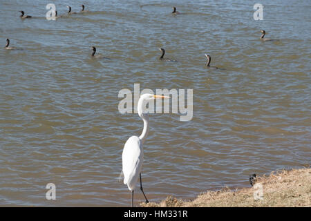 egret e anatre Foto Stock