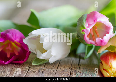 Mazzetto di fresca tulipani colorati sul vecchio vintage tavola di legno Foto Stock