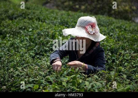 Una donna picks gara gemme di tè durante il primo raccolto di tè dell'anno durante il giorno di Qing Ming festival in Sichuan in Cina. Foto Stock