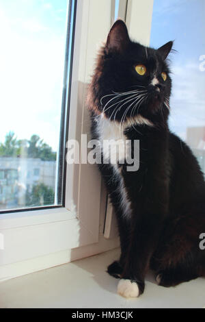 Gatto nero si siede sul davanzale Foto Stock