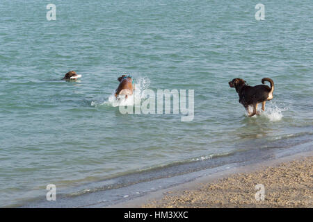 Gioco acquatici di fetch per tre mutts esuberante del boxer, pastore tedesco, e pit bull varietà schizzi attraverso un cane parco stagno di ritenzione Foto Stock