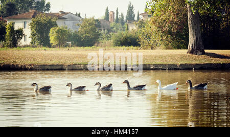 Oche Graylag nuoto nella riga del lago. Foto Stock