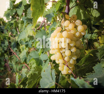 Close up withe uve in vigna toscano. Foto Stock