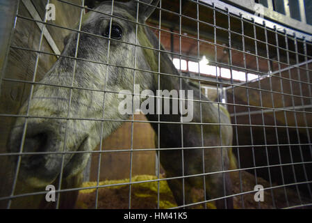 Grigio a testa di cavallo stretta in una stabile Foto Stock