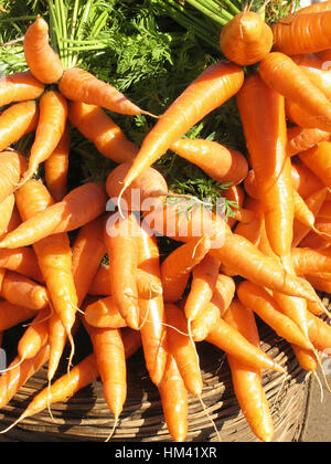 Carota - Daucus carota var. mativue - il più comune vegetale, Mahabaleshwara, Satara, Maharashtra, India Foto Stock