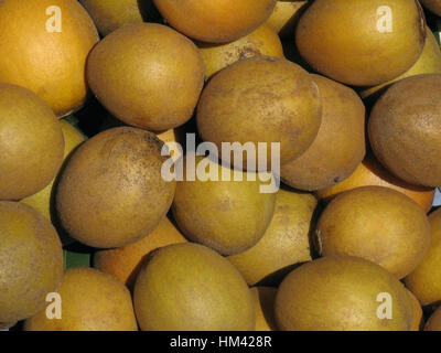 Close-up di abbondanza di frutta Sapodilla.. Manilkara zapota, comunemente noto come il sapodilla è a lungo vissuto, albero sempreverde nativo a sud del Messico Foto Stock