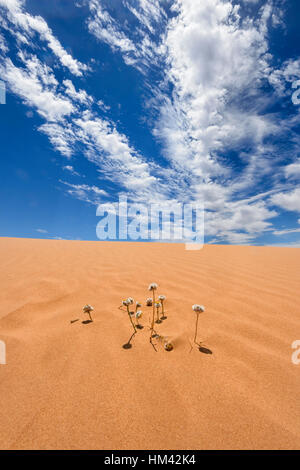 Fiori selvaggi che cresce a Perry Sandhills, nei pressi di Wentworth, Nuovo Galles del Sud, Australia Foto Stock