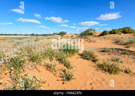 Fiori selvaggi che cresce a Perry Sandhills, nei pressi di Wentworth, Nuovo Galles del Sud, Australia Foto Stock