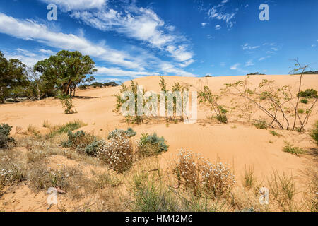 Fiori selvaggi e vegetazione che cresce nella sabbia a Perry Sandhills, nei pressi di Wentworth, Nuovo Galles del Sud, Australia Foto Stock