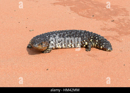 Blu-tongued Skink o Shingleback o Bobtail (Tiliqua rugosa), Pooncarie, Nuovo Galles del Sud, Australia Foto Stock