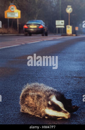 Eurasian Badger, (Meles meles), ucciso sulla strada, Hertfordshire, England, Regno Unito Foto Stock