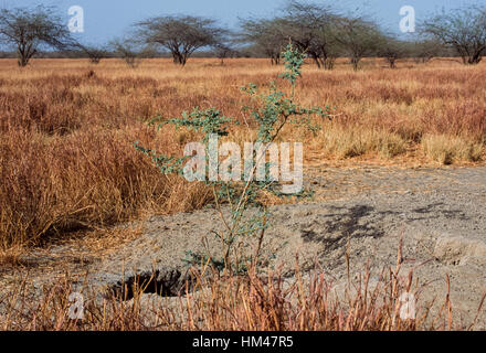 Indian Striped iena,(Hyaena hyaena),den nelle praterie habitat, Velavadar Parco Nazionale,Gujarat, India Foto Stock