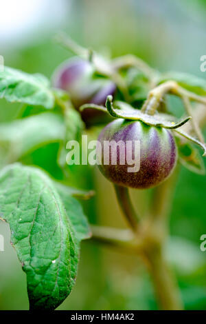 Pomodori viola maturazione su una vite in un orto biologico Foto Stock