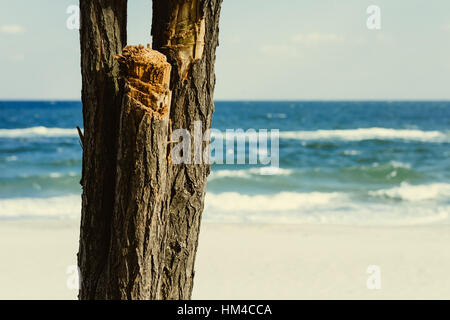 Il tronco di albero su uno sfondo di mare blu. Colori retrò. Foto Stock