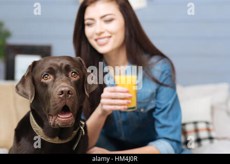 Il Labrador marrone e la sua padrona cercando adorabili Foto Stock