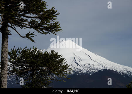 Volcan Llaima Araucarias e, Conguillio Parco Nazionale del Cile Foto Stock