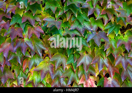 Foglie di vite a inizio autunno Foto Stock