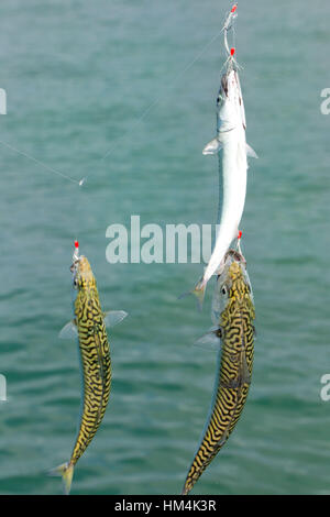La pesca dello sgombro Foto Stock