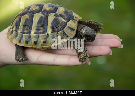 La tartaruga nel palmo della mano Foto Stock