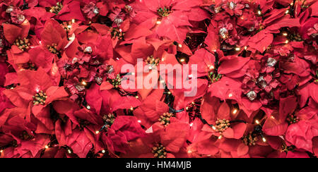 Poinsettia piante foglie. Schermi di natale Foto Stock