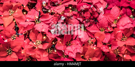 Poinsettia piante foglie. Schermi di natale Foto Stock