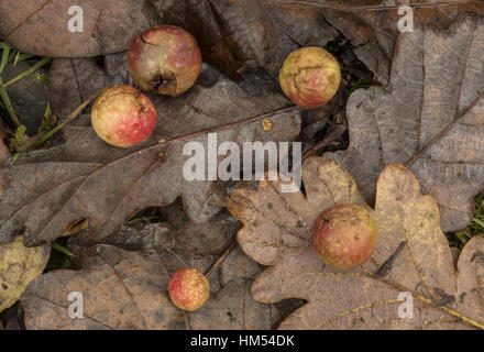 La ciliegia Galli, Cynips quercusfolii sul lato inferiore della quercia sessile foglia, Galles. Foto Stock