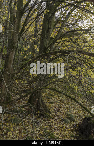 Piccolo-lasciava tigli, Tilia cordata, nel tardo autunno. Mellte valley, Ystradfellte, nel Galles del Sud. Foto Stock