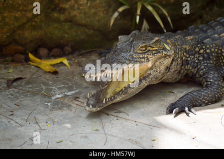 Giovani coccodrillo sul bordo di un lago a Mombasa, in Kenya Foto Stock