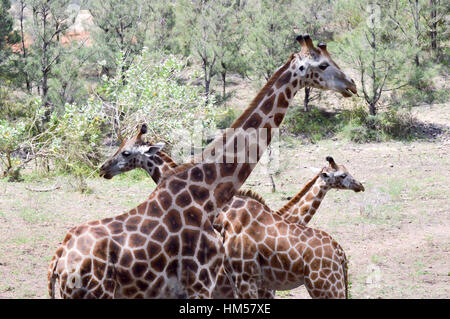 Tre le giraffe intersecantisi in un parco a Mombasa, in Kenya Foto Stock