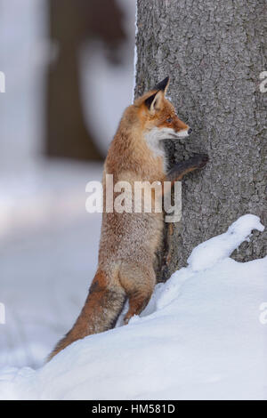 Red Fox (Vulpes vulpes vulpes) nella neve, appoggiata ad un tronco di albero, spiata da dietro un albero, foresta Boema, Repubblica Ceca Foto Stock