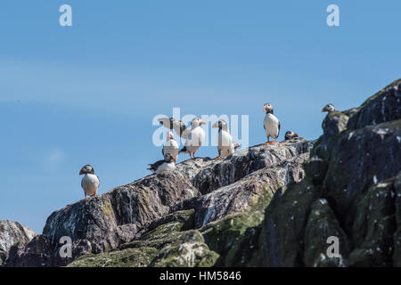 I puffini sulla scogliera, Isola di fiocco, farne Islands Foto Stock