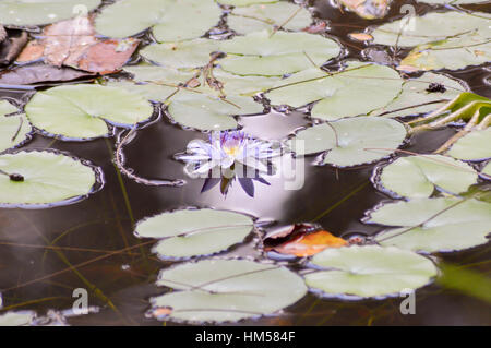 Fiore e ninfee di foglie in un parco in Kenya Foto Stock