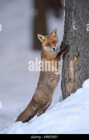 Red Fox (Vulpes vulpes vulpes) nella neve, appoggiata ad un tronco di albero, aspetto strano, foresta Boema, Repubblica Ceca Foto Stock