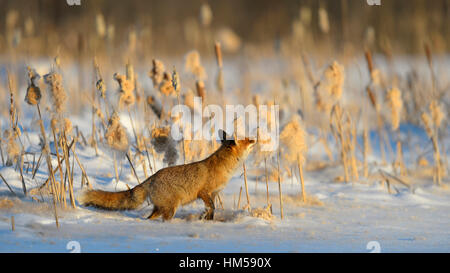 Red Fox (Vulpes vulpes vulpes) nella neve su un lago ghiacciato, annusando il seme cialde di un reed, foresta Boema, Repubblica Ceca Foto Stock