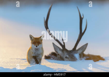 Red Fox (Vulpes vulpes vulpes), con la carcassa di un cervo che cadde in ghiaccio, lago ghiacciato, foresta Boema, Repubblica Ceca Foto Stock