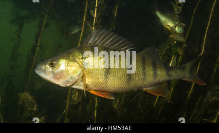 Unione pesce persico (Perca fluviatilis), Alte Donau, Vienna, Austria Foto Stock