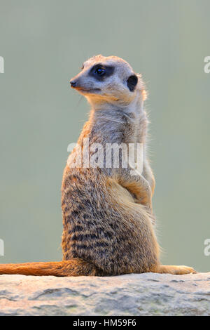 Meerkat (Suricata suricatta), prigionieri verificarsi in Africa Foto Stock