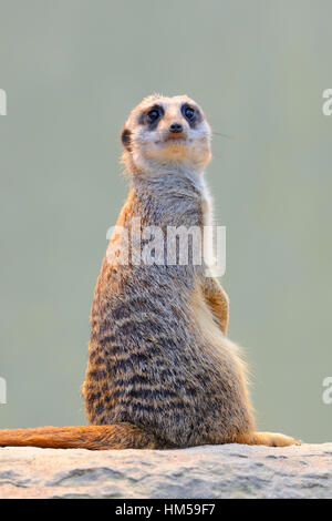 Meerkat (Suricata suricatta), prigionieri verificarsi in Africa Foto Stock