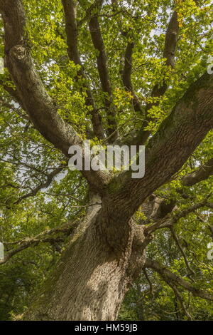 Antica Quercia comune, Quercus robur, in autunno, New Forest. Foto Stock