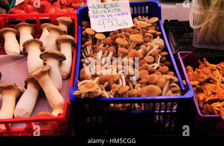 Alimentare la vendita di stallo Cyclocybe aegerita funghi all'interno mercato centrale edificio, città di Valencia, Spagna Foto Stock