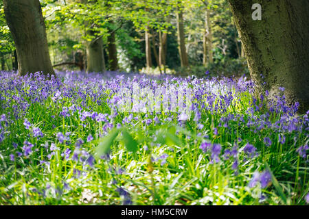 Un bellissimo bosco radura di bluebells a Trento Country Park, London, England, Regno Unito Foto Stock