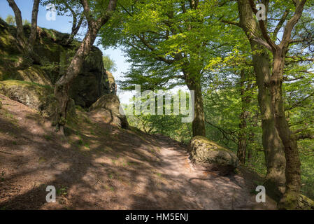 Inizio estate la luce del sole nel bosco a Alderley Edge, Cheshire, Inghilterra. Foto Stock