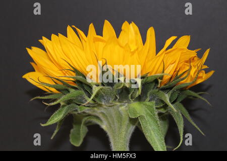 Girasole visto dal lato Foto Stock